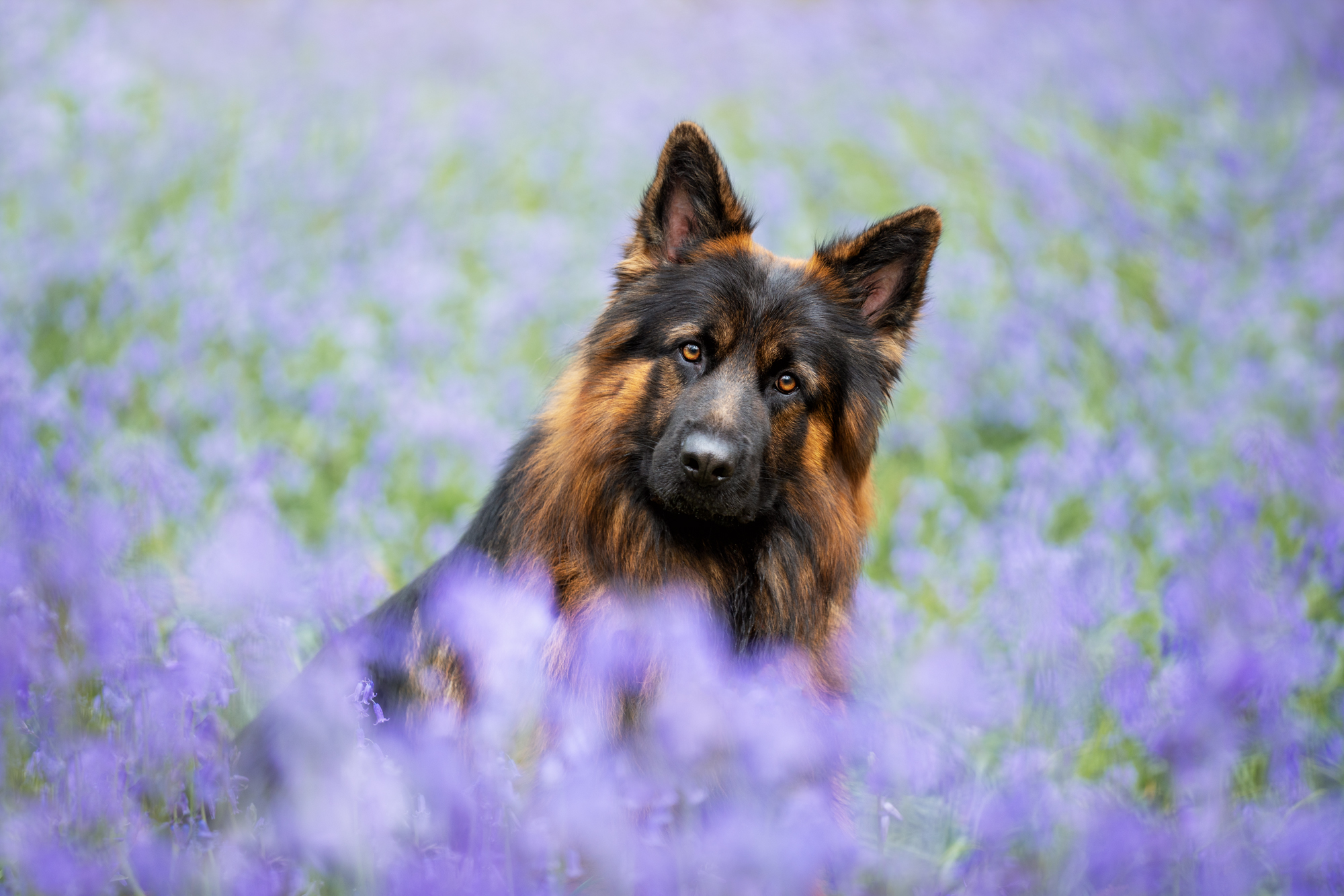 Bluebell dog photoshoot