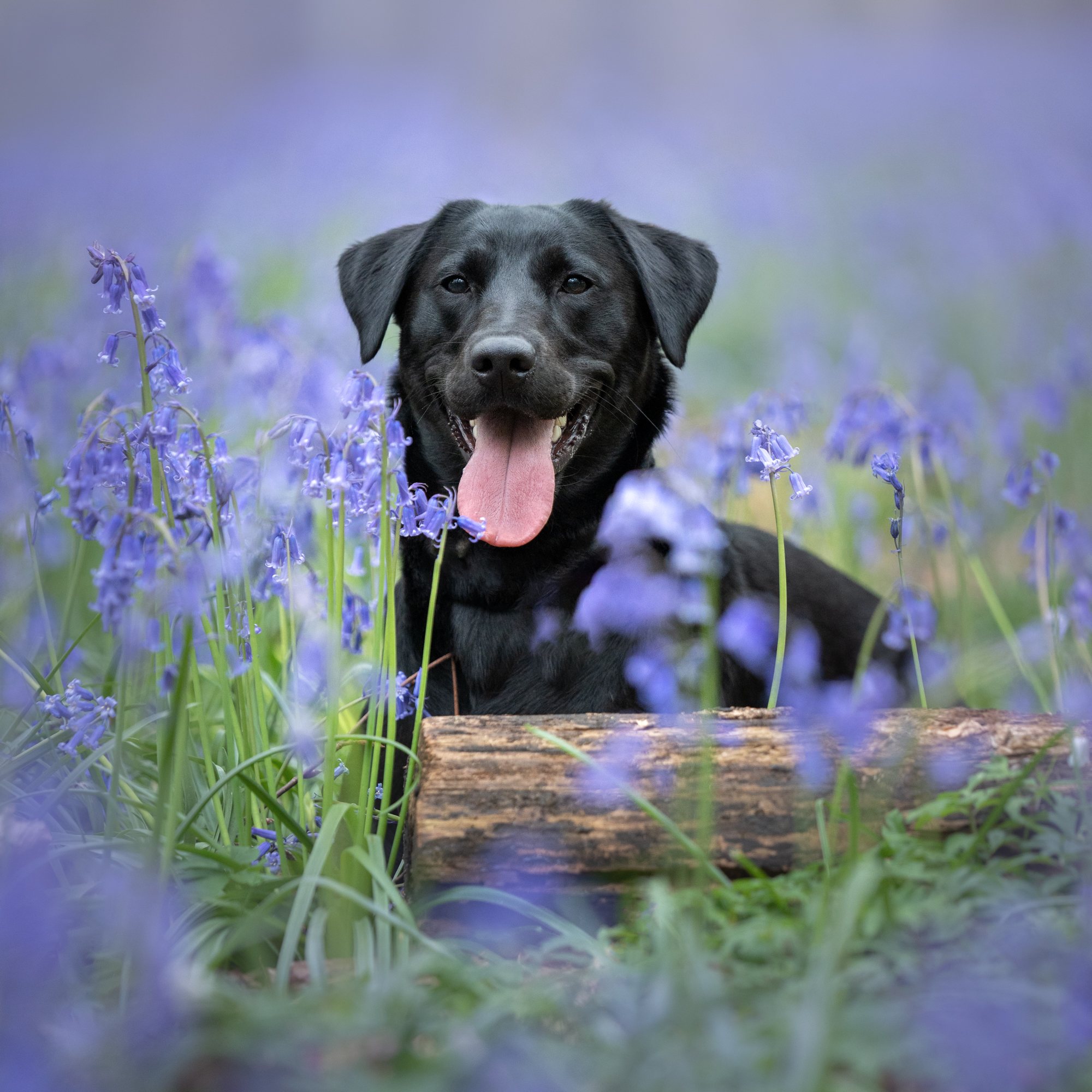 Bluebell dog photoshoot