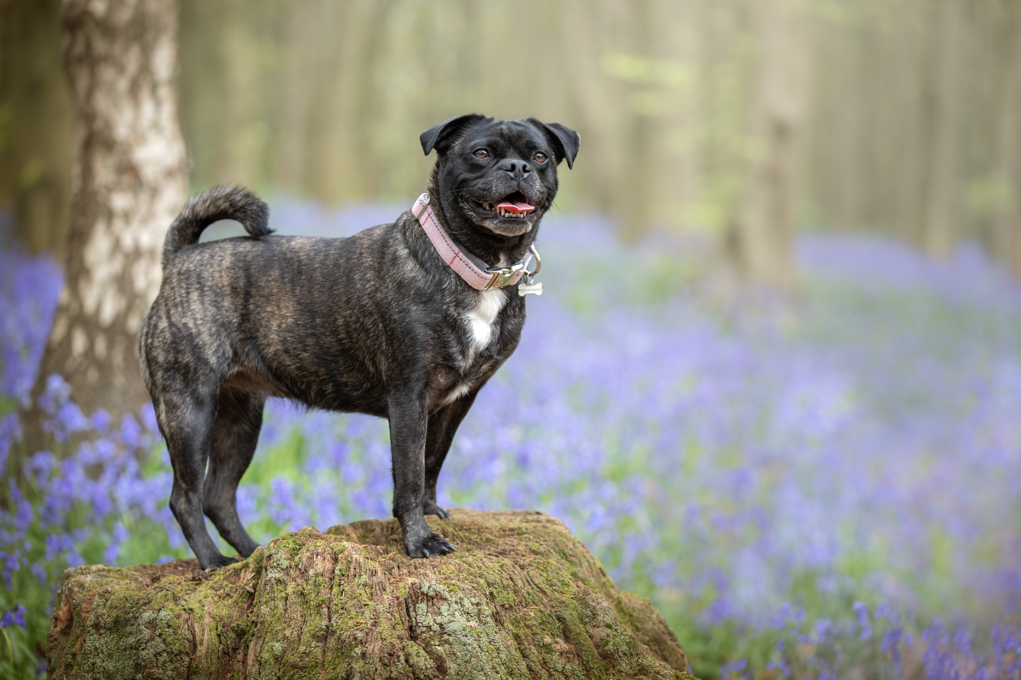Dog photography