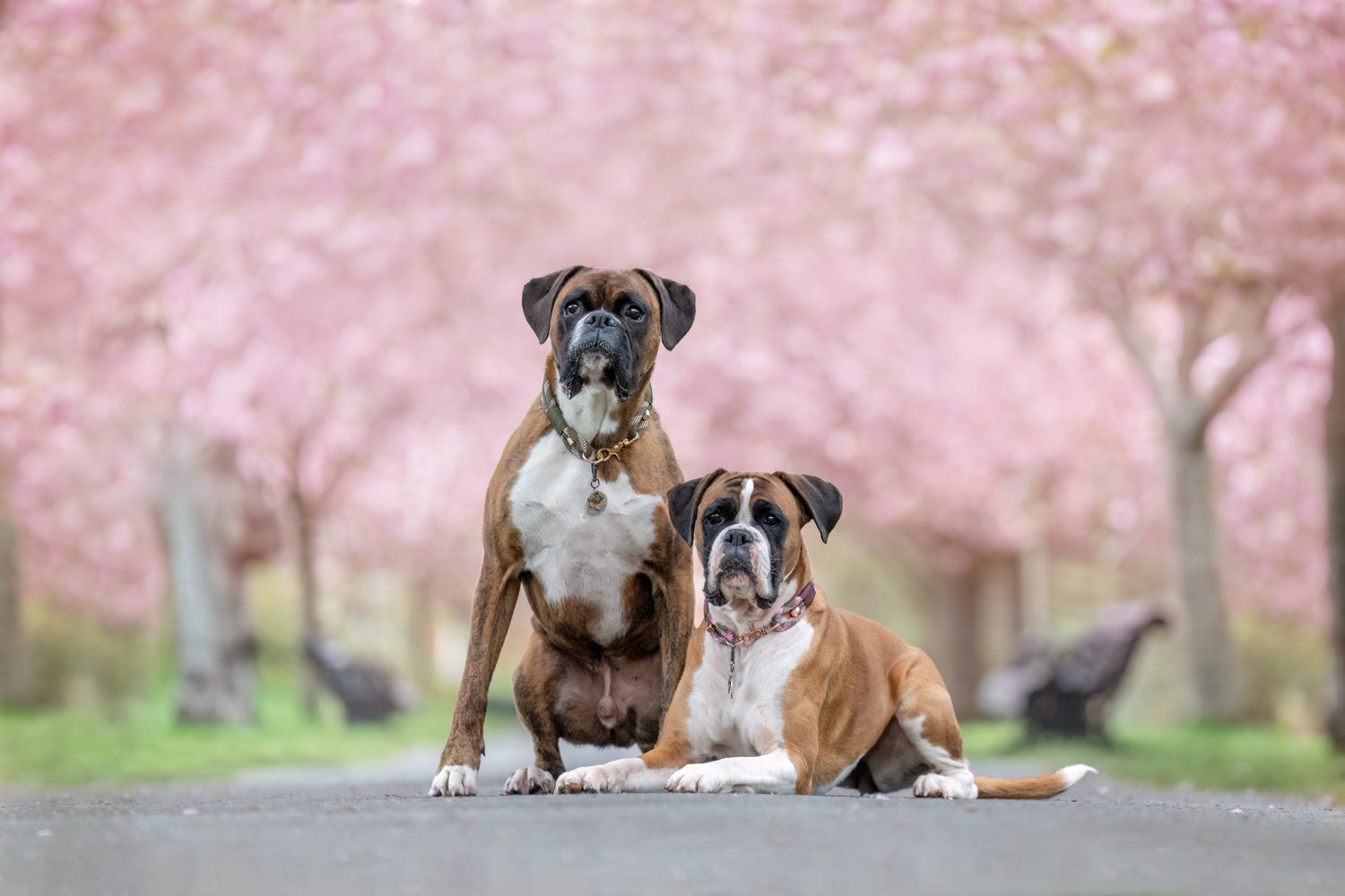 Dexter and Harper 1 – Photography by Olive Tree