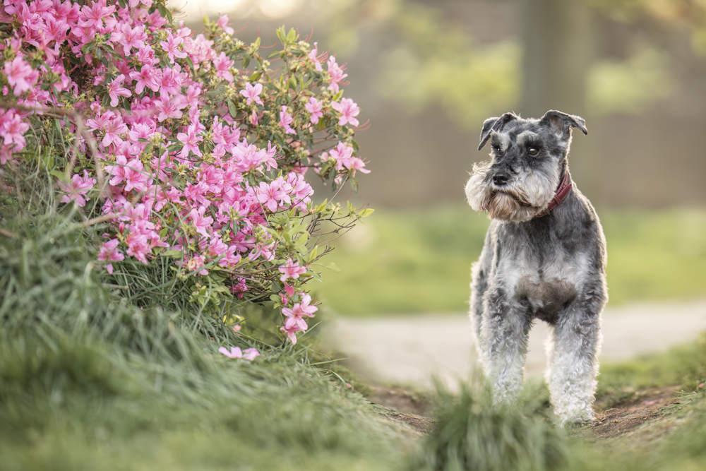 Dog photography